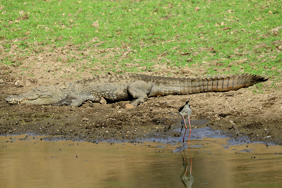 Crocodile Photograph by Manjot Singh Sachdeva