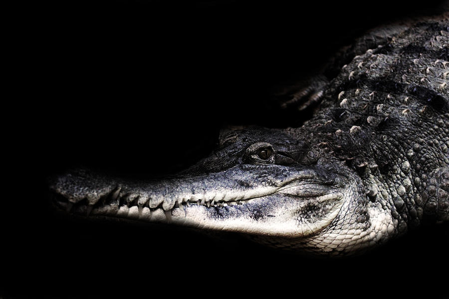Crocodile Photograph - Crocodile by Martin Newman