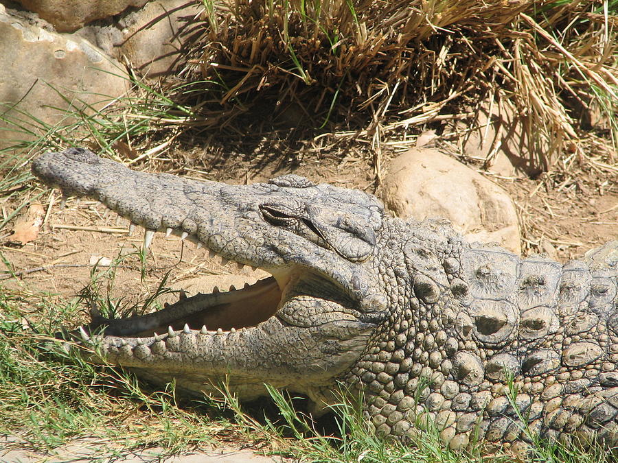 Crocodile Photograph by Mary Ivy