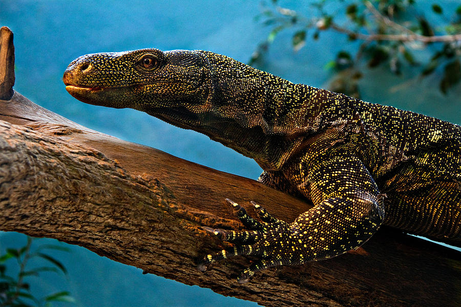 Crocodile Monitor Photograph by Lana Trussell