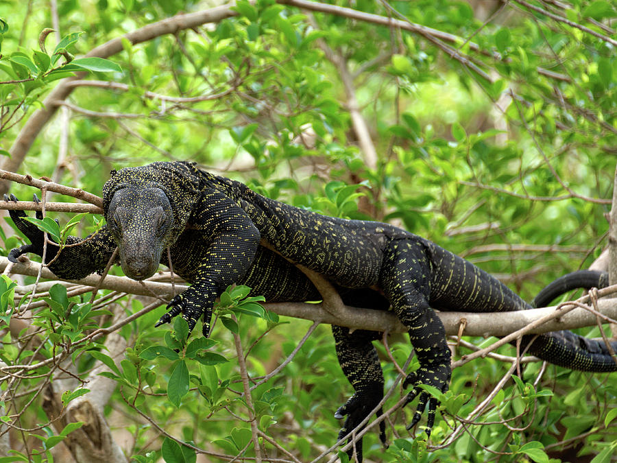 Crocodile Monitor Up In Tree Photograph by Jill Nightingale