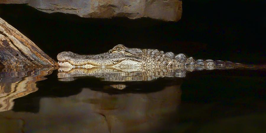 Crocodile Photograph by Nikolyn McDonald