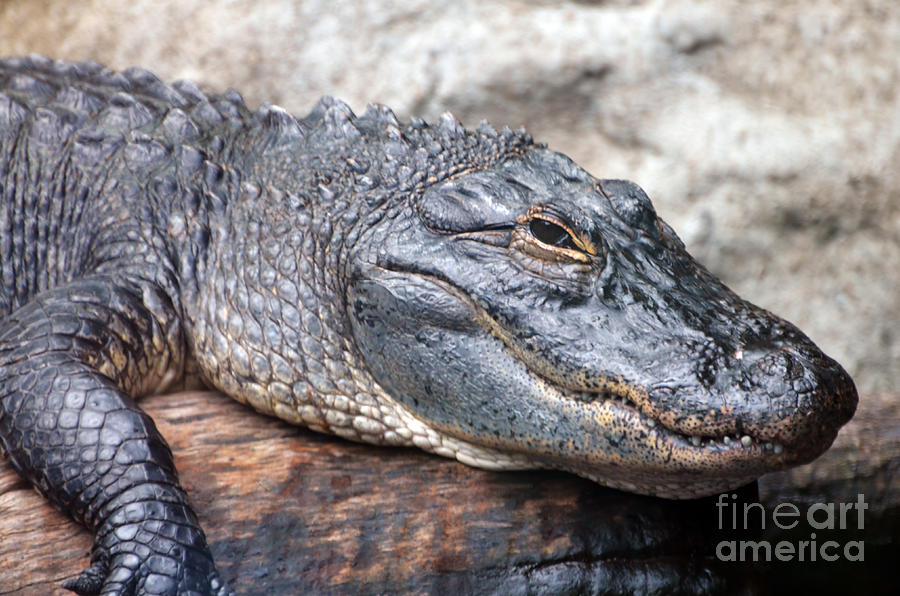 Crocodile Photograph by PatriZio M Busnel
