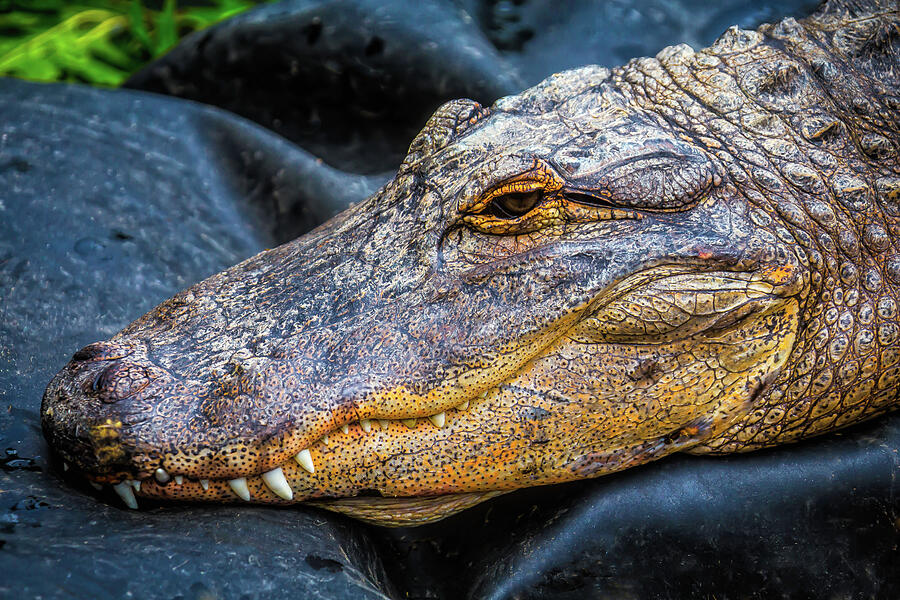 Crocodile Portrait Photograph by Garry Gay
