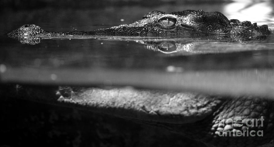 Crocodile Photograph - Crocodile Profile Above and Below Water Surface Black and White by Shawn OBrien