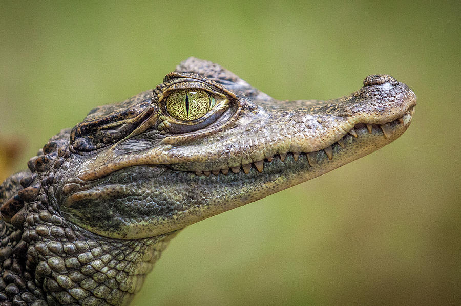 Crocodile Photograph - Crocodile by Happy Home Artistry