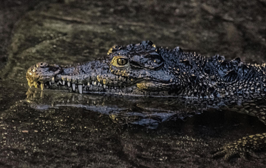 Crocodile Reflections Photograph
