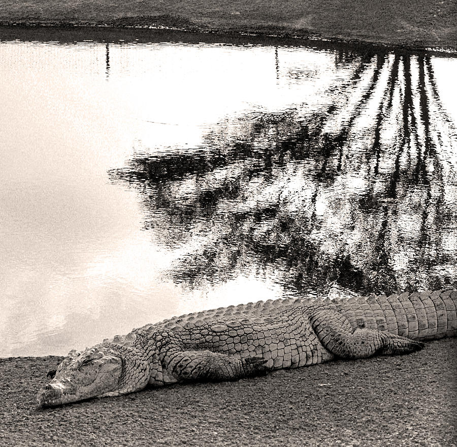 Crocodile resting time Photograph by Arik Baltinester