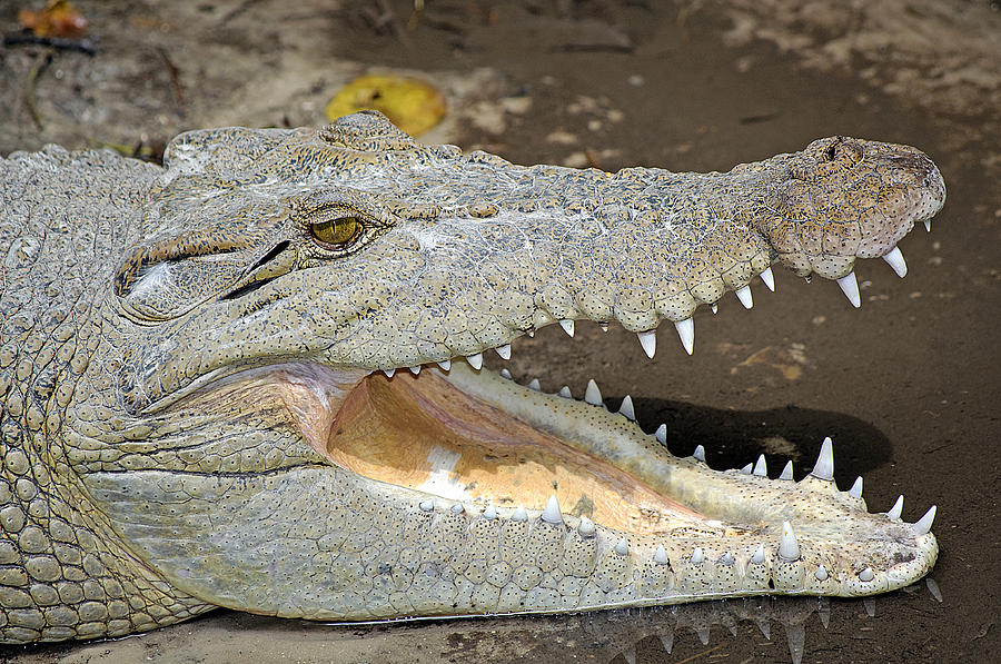 Crocodile Rock Photograph by Kenneth Albin