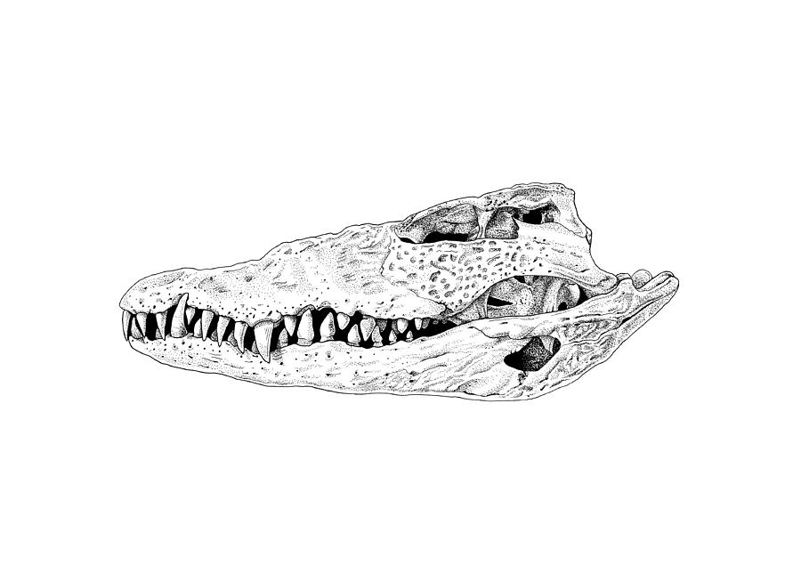 Animal Drawing - Crocodile skull by Yuriy Shachnev