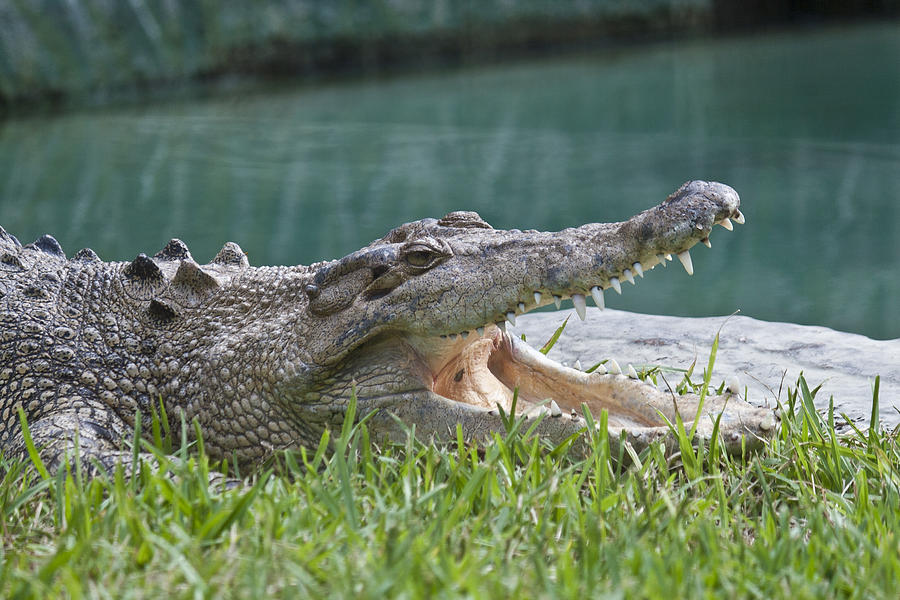 Crocodile with open mouth. Photograph by Irina Moskalev