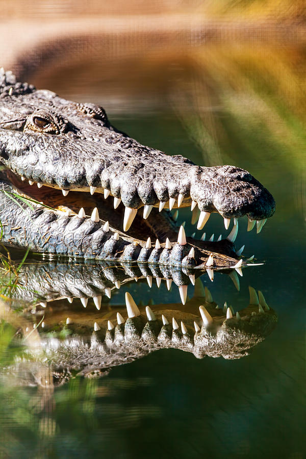 Crocodile Photograph - Crocodile With Sharp Teeth by Good Focused