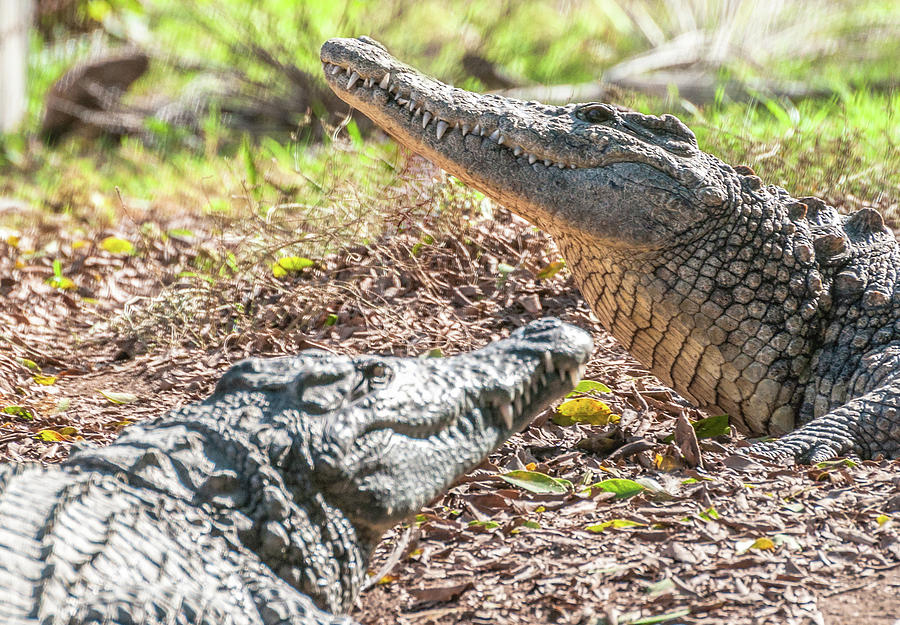 Crocodiles Photograph by Sergey Simanovsky