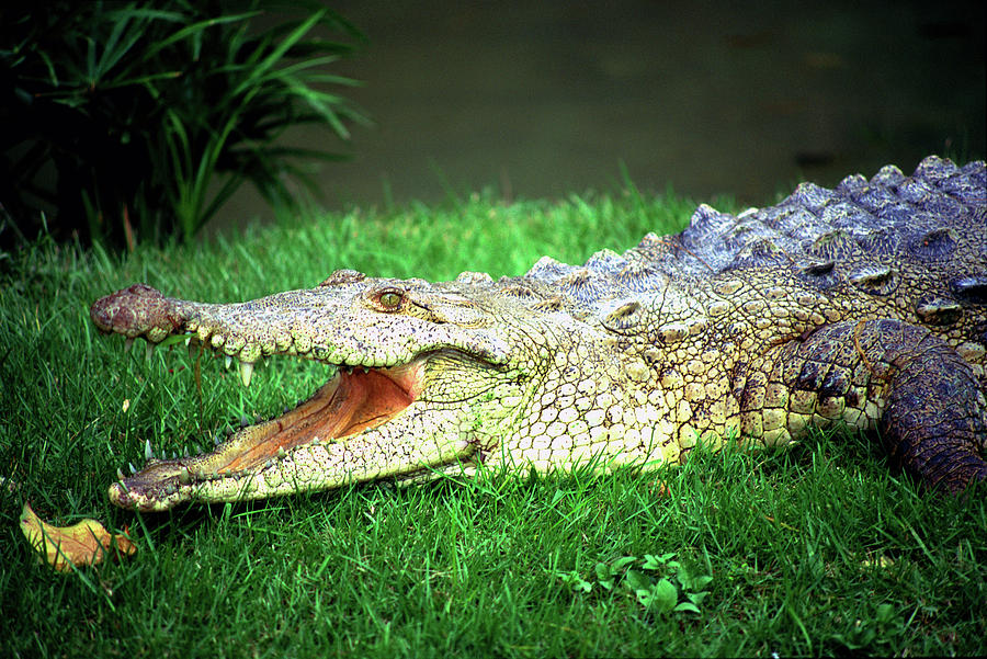 Nature Photograph - Crocodylus acutus by Luciano Comba