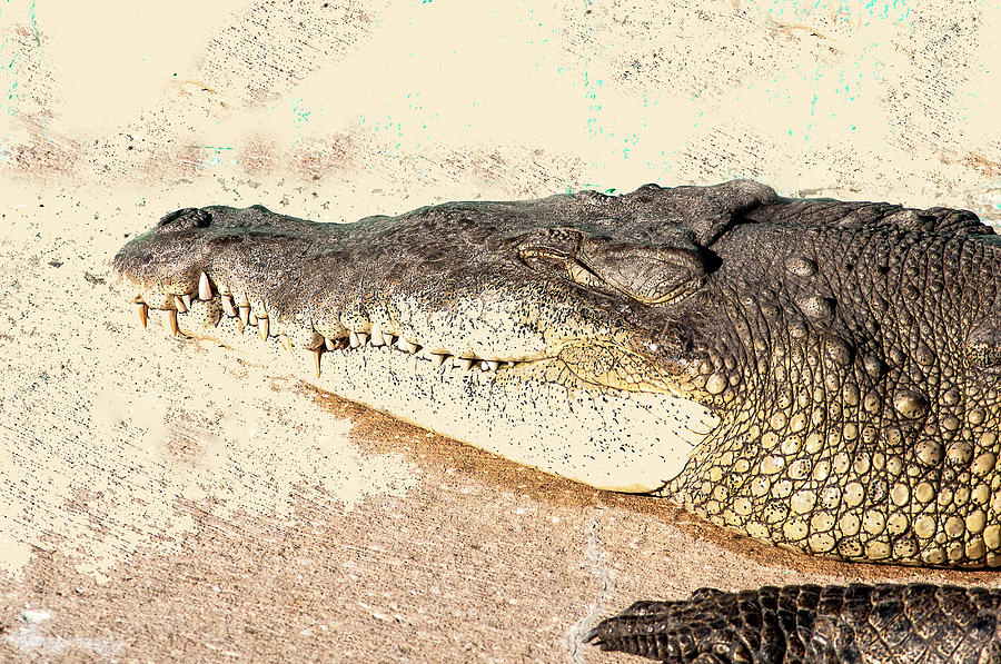 Crocodylus Acutus Photograph