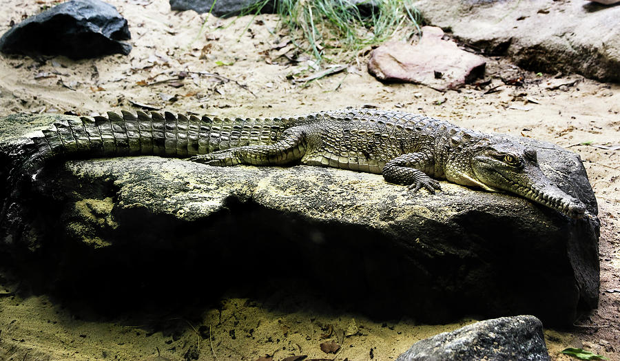 Crocodile Photograph - Crocodylus Johnstoni by Miroslava Jurcik