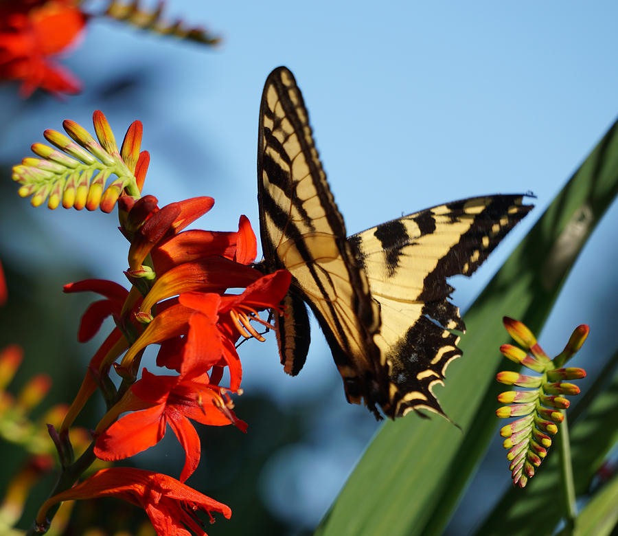 Crocosmia and Butterfly Photograph by Wayne Enslow