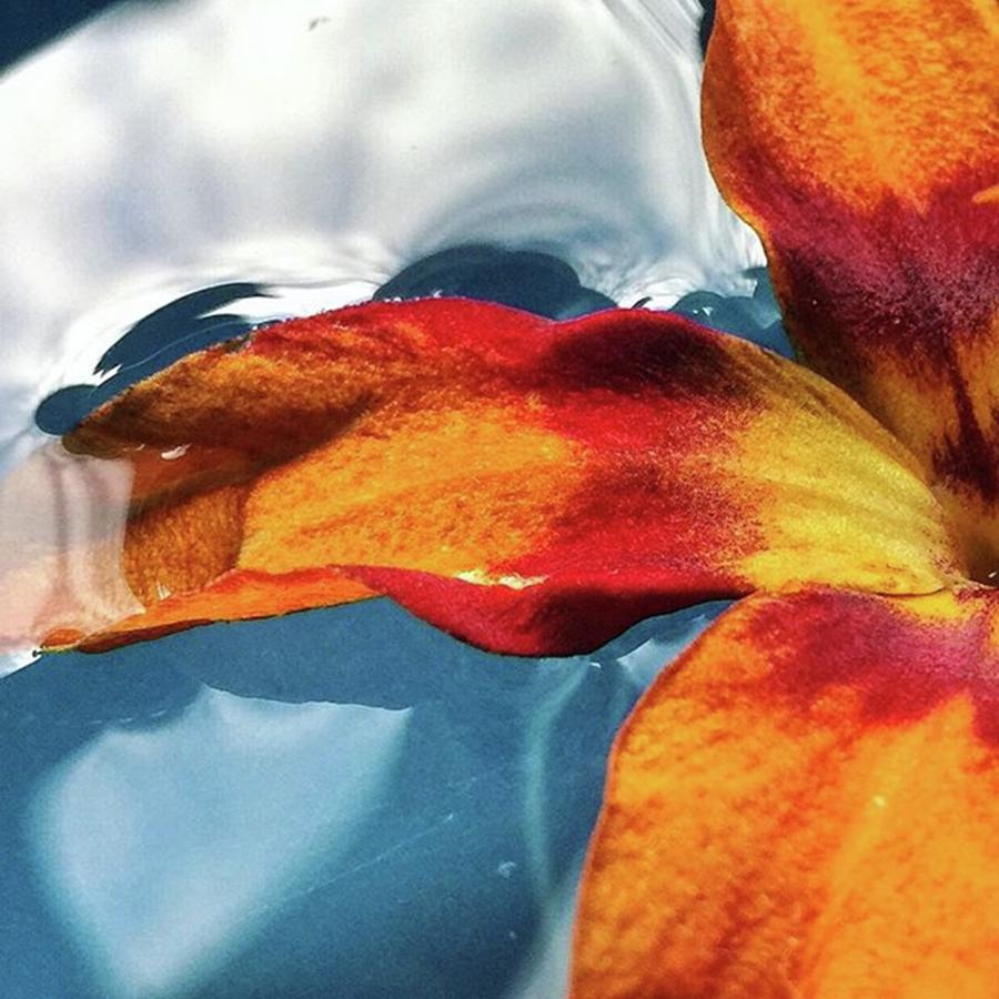 Flowers Still Life Photograph - Crocosmia Blossom In Water #crocosmia by Ginger Oppenheimer