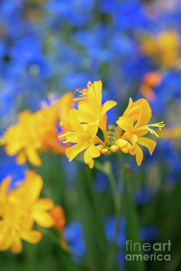 Crocosmia Pauls Best Yellow Flower Photograph by Tim Gainey