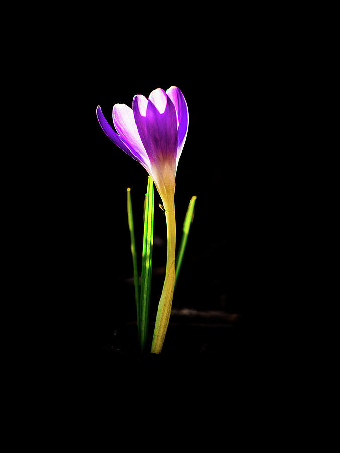 Crocus 2018-1 Photograph by Barry Wills