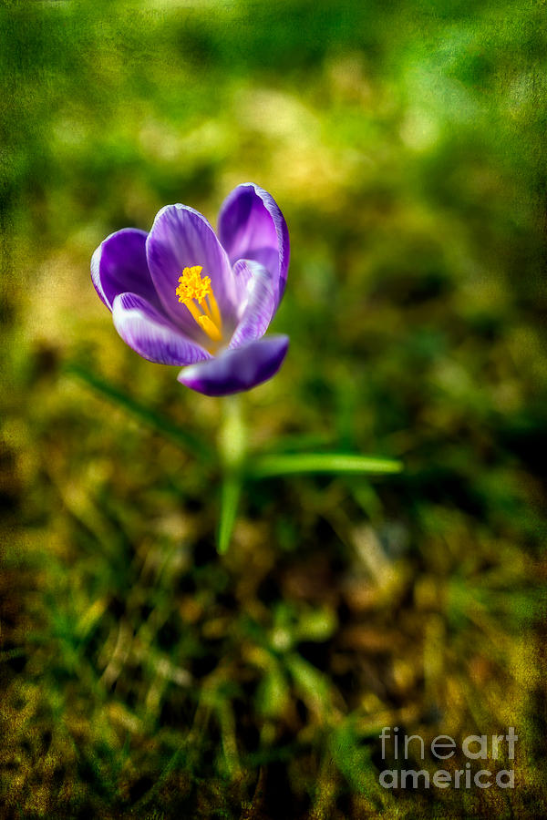 Spring Photograph - Crocus by Adrian Evans