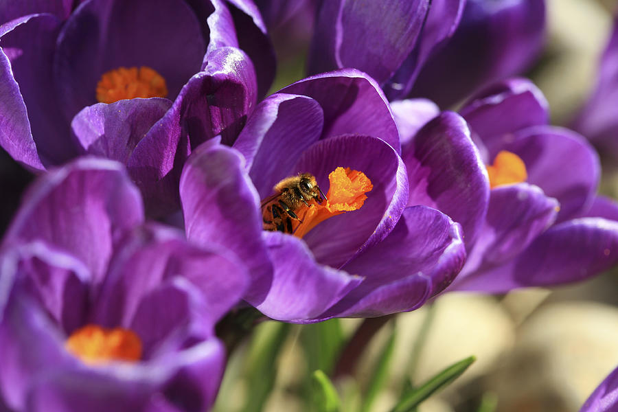 Flower Photograph - Crocus and Bee by Marilyn Hunt