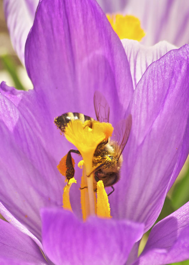 Iris Photograph - Crocus and the Bee by Michael Peychich