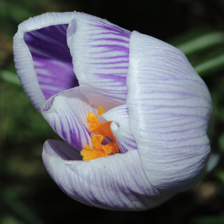 Crocus At Vernal Equinox Photograph by Adrian Wale