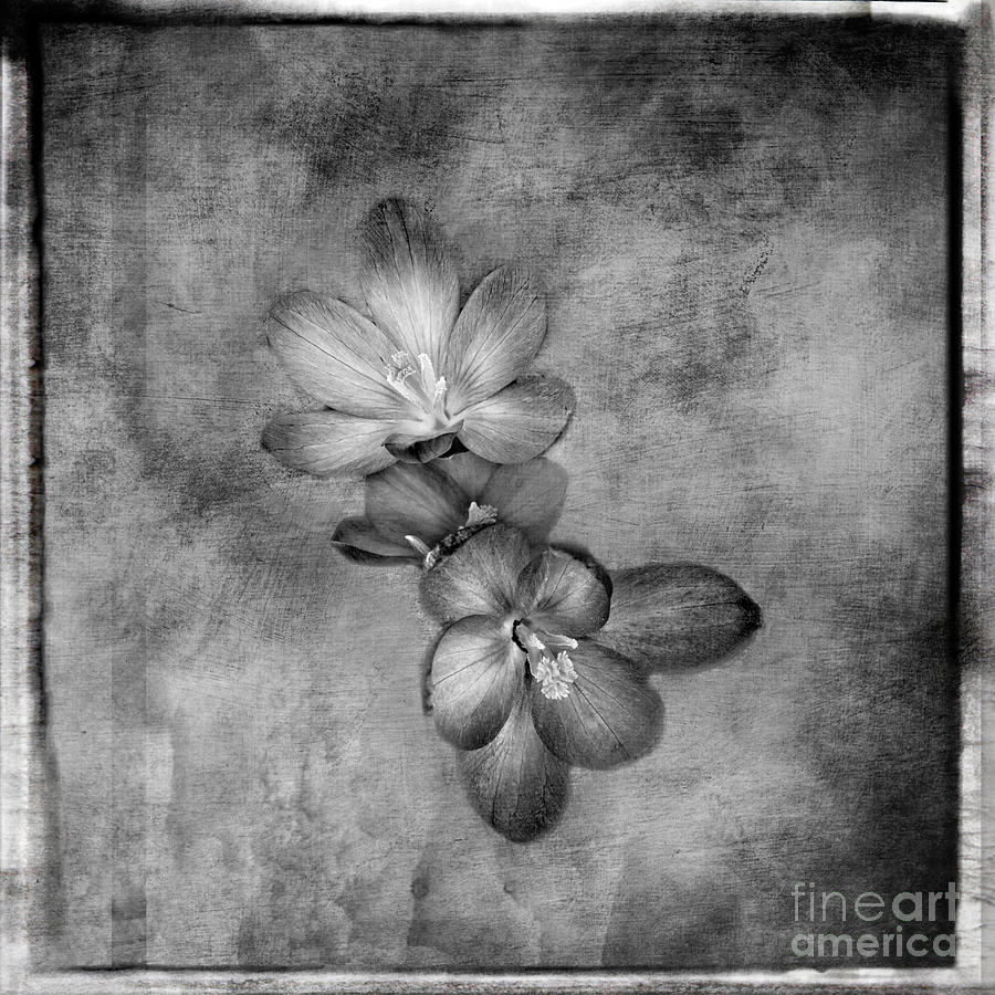 Crocus Black and White Artistic Print Photograph by Gwen Gibson