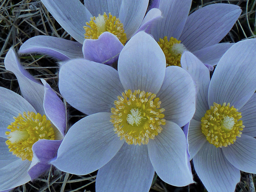 Pasque Flowers Photograph - Crocus Blossoms by Cris Fulton Pasque Flowers Photograph - Crocus Blossoms by Cris Fulton