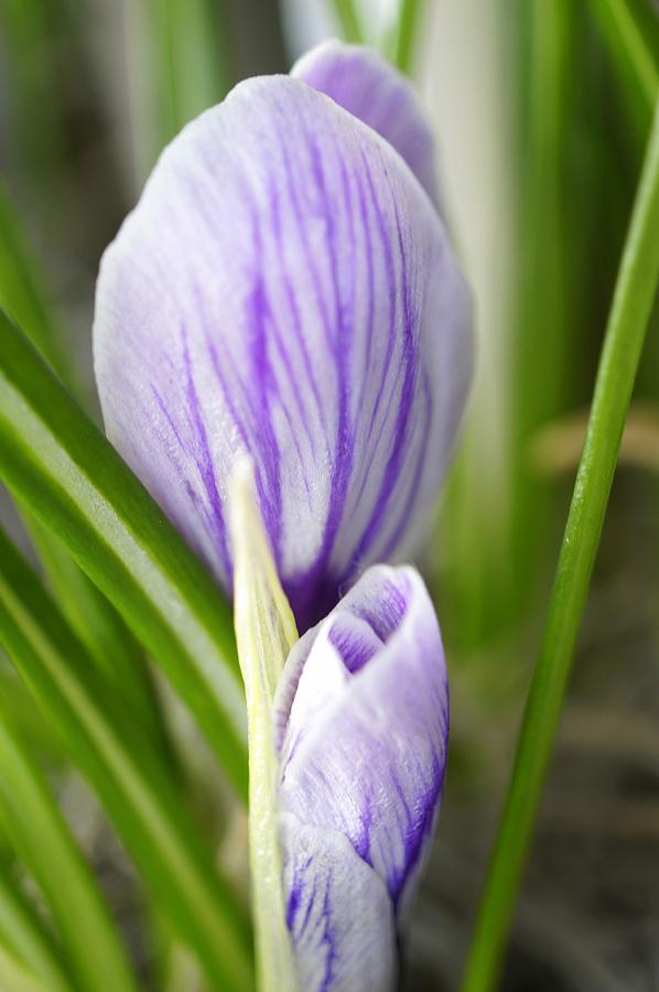 Crocus Bud Photograph by Laurie Perry