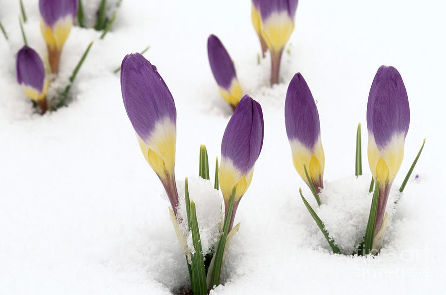 Spring Photograph - Crocus buds peeking through snow by Alan L Detrick