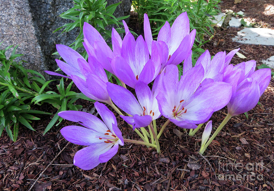 Crocus Photograph by Cindy Murphy - NightVisions