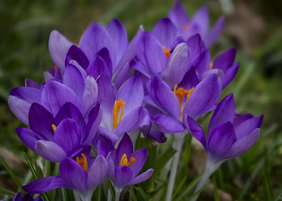 Crocus Cluster Photograph by Shirley Mitchell