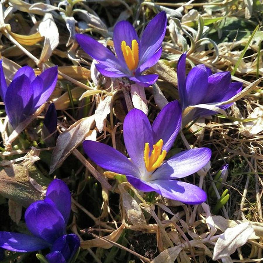 Spring Photograph - #crocus #flowers #march #spring #purple by Olga Strogonova