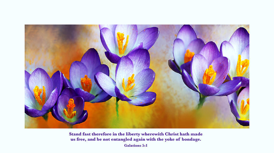 Crocus Flowers with Scripture Photograph by Debbie Nobile