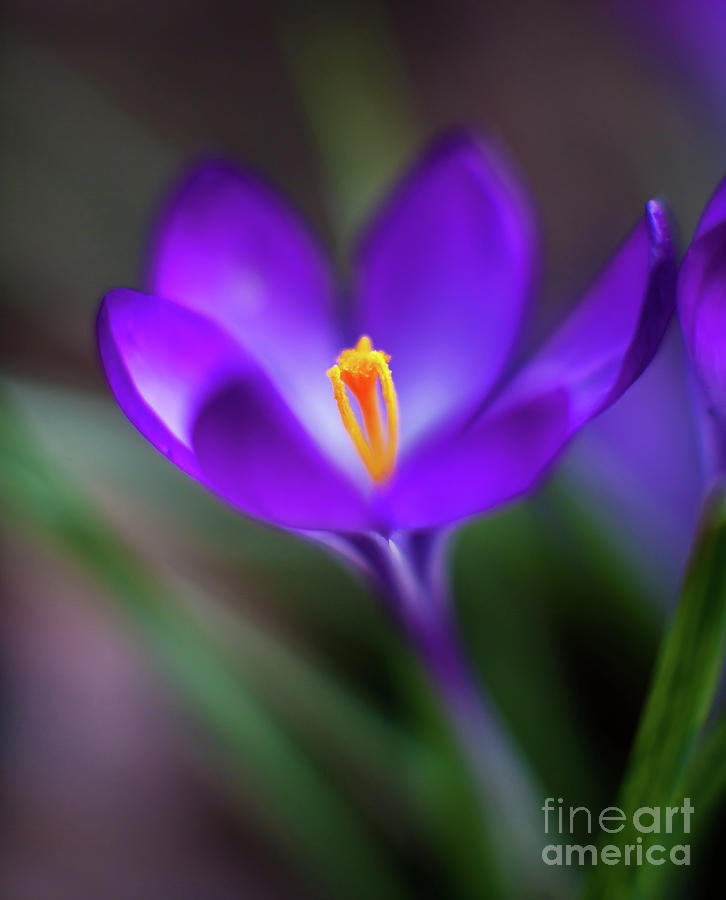 Spring Photograph - Crocus Glow by Mike Reid