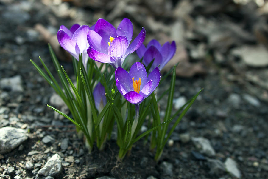 Crocus In Bloom #2 Photograph by Jeff Severson