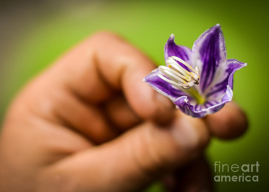 Crocus in Hand  Photograph by Alissa Beth Photography