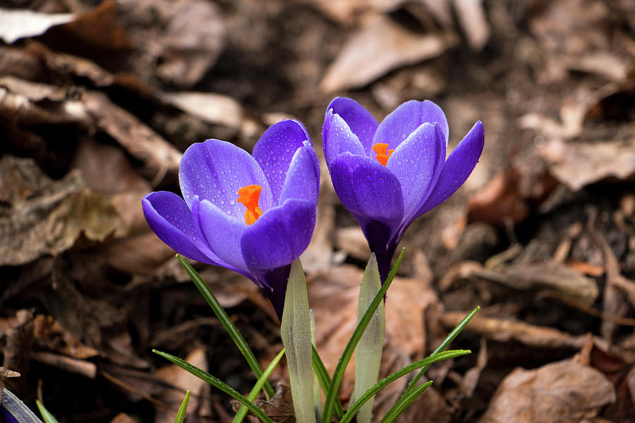 Crocus in Spring 2017 I Photograph by Jeff Severson