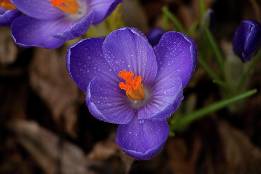 Crocus in Spring 2017 II Photograph by Jeff Severson
