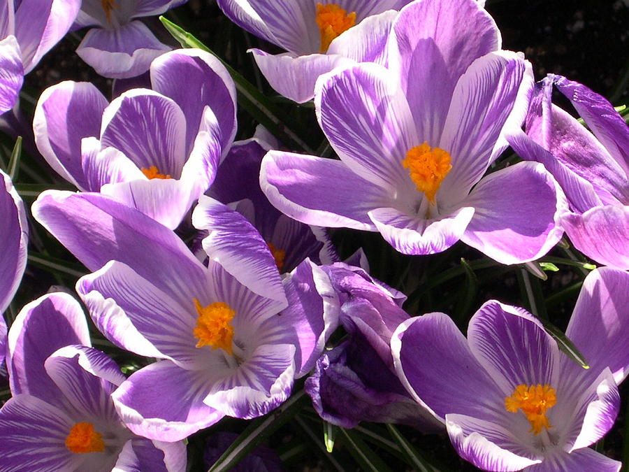 Crocus In Spring Photograph by Alfred Ng