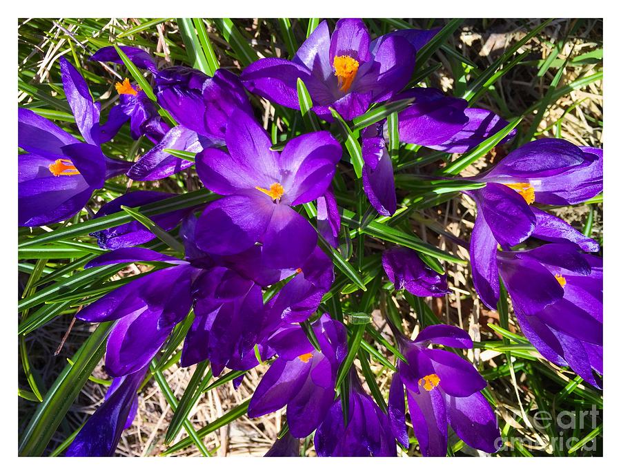 Crocus in Sunlight Photograph by Barbara A Griffin