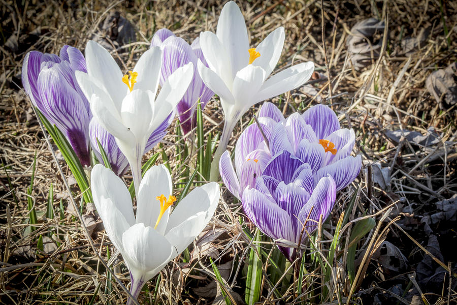 Crocus In The Nature Photograph by Nick Mares