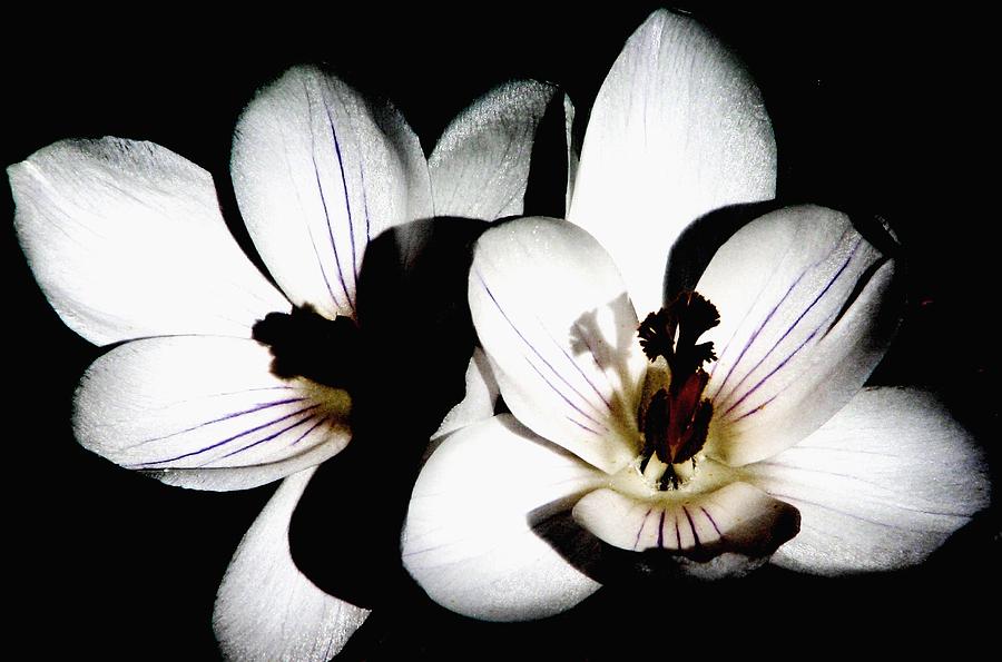 Crocus In The Shadows Photograph by Angela Davies