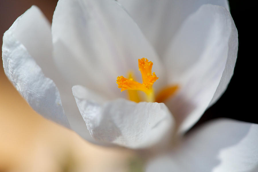 Spring Photograph - Crocus by Jane Melgaard
