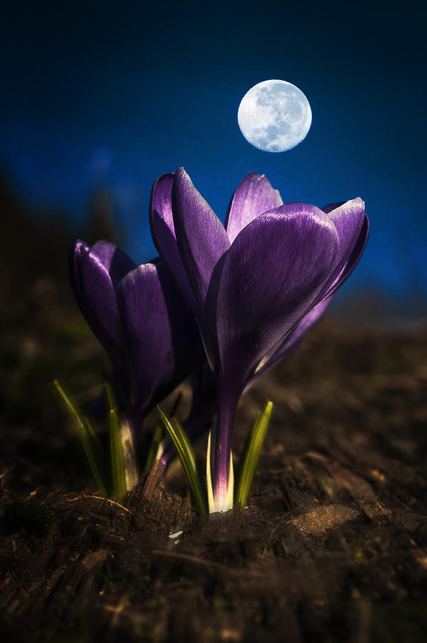 Crocus Moon Photograph by Robert Potts
