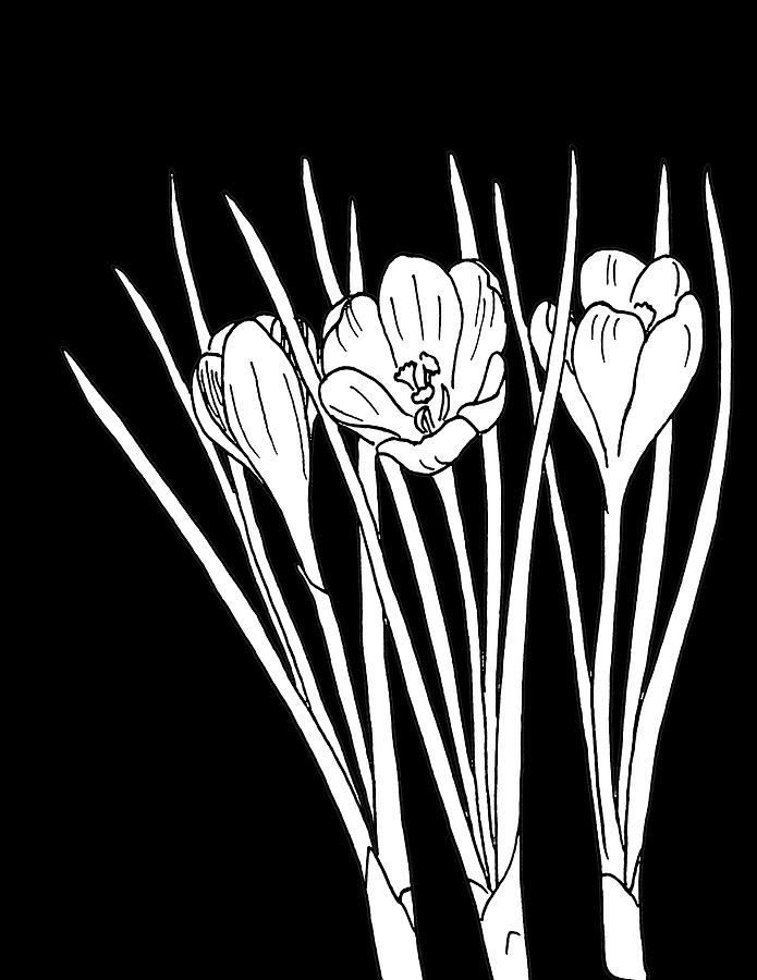 Крокусы рисунок. Шафран рисунок. Крокус цветок фото в черно белом цвете. Crocus Media. Блэк шафран