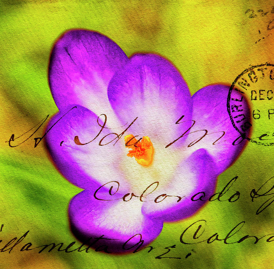Crocus overlaid with Envelope impression. Photograph by John Paul Cullen