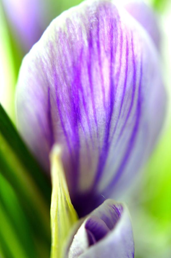 Crocus Petal Photograph by Laurie Perry